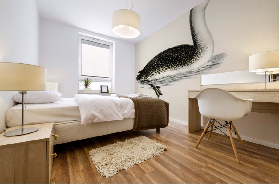 Red-thoated loon Colymbus stellatus Mural print