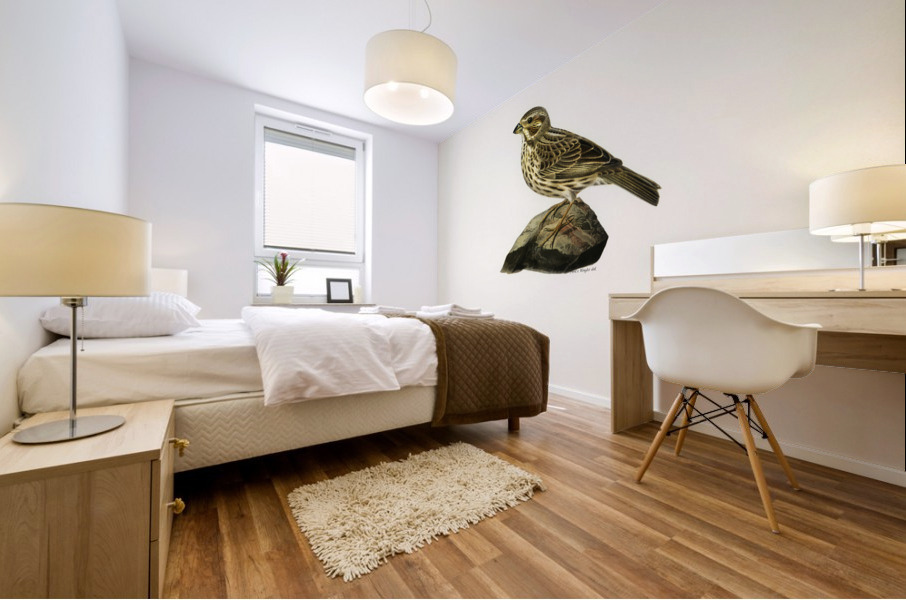 Corn bunting EMBERIZA CARLANDRA Mural print