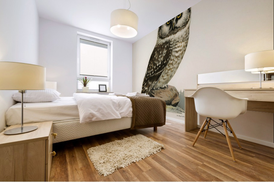 Boreal Owl Tengmalm&39s Owl Aegolius funereus Mural print