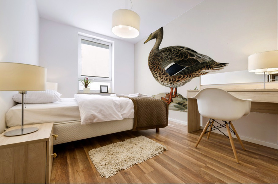 Boreal Owl Tengmalm&39s Owl Aegolius funereus Mural print