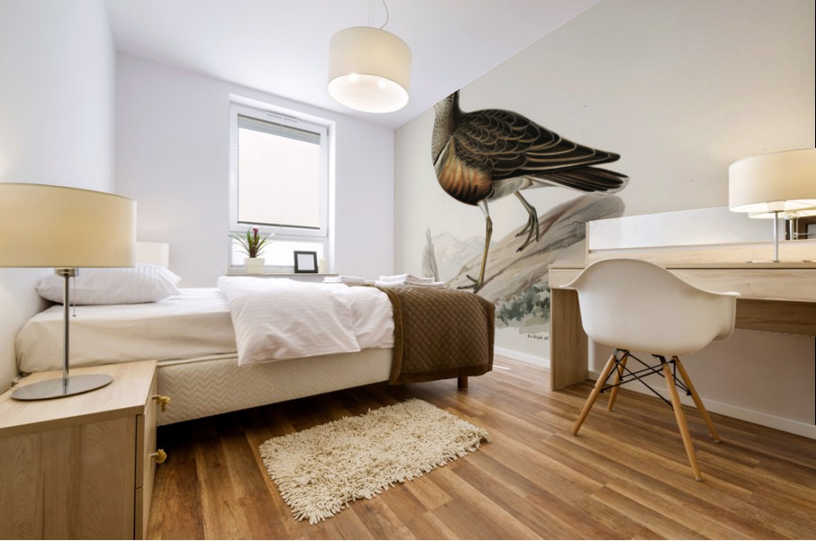 Eurasian dotterel ♂ Charadrius eudromias morinellus Mural print