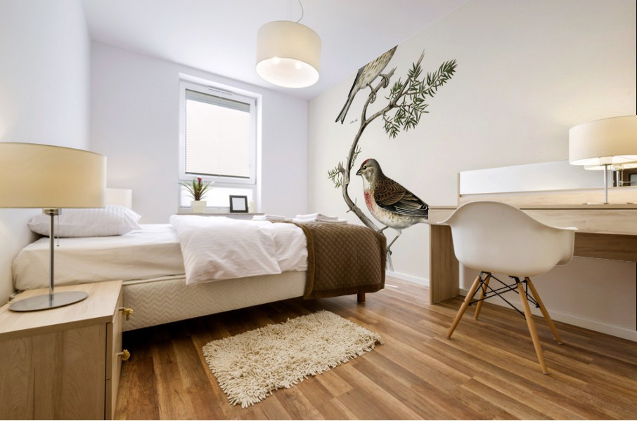 Common linnet Acanthis cannabina Mural print