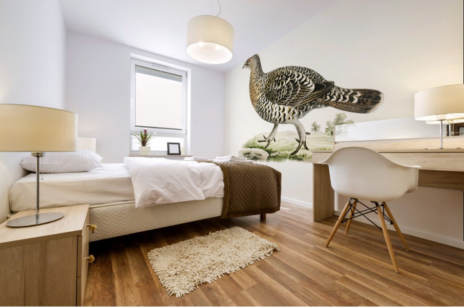 Western Capercaillie Tetrao Urogallus  Mural print