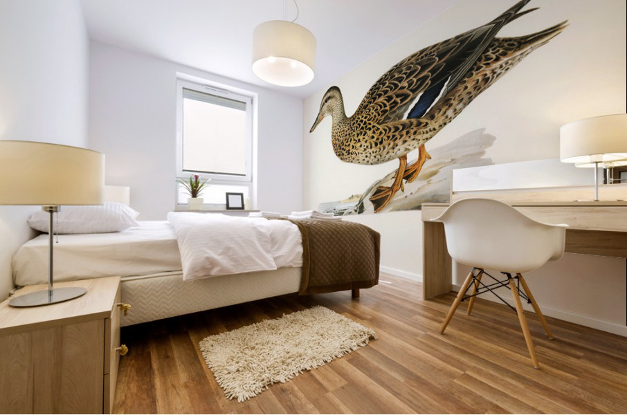 Mallard female Anas platyrhynchos Impression murale