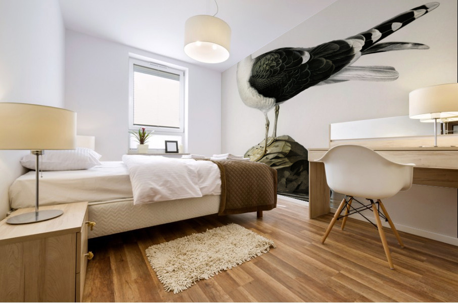 Great black-backed gull Larus Marinus Mural print