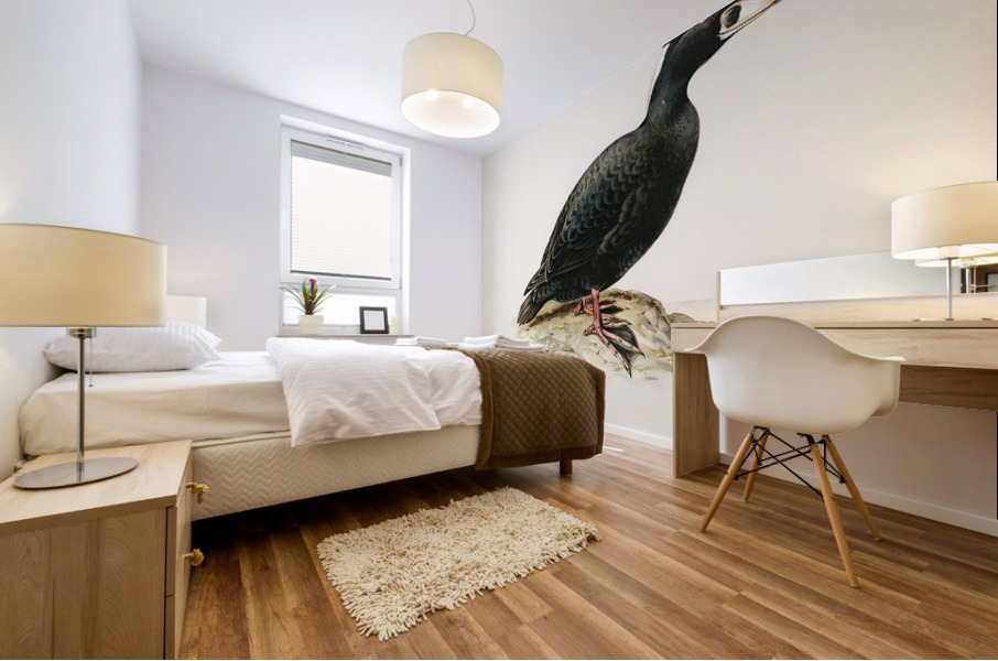 Surf Scoter male Oidemia perspicillata Mural print