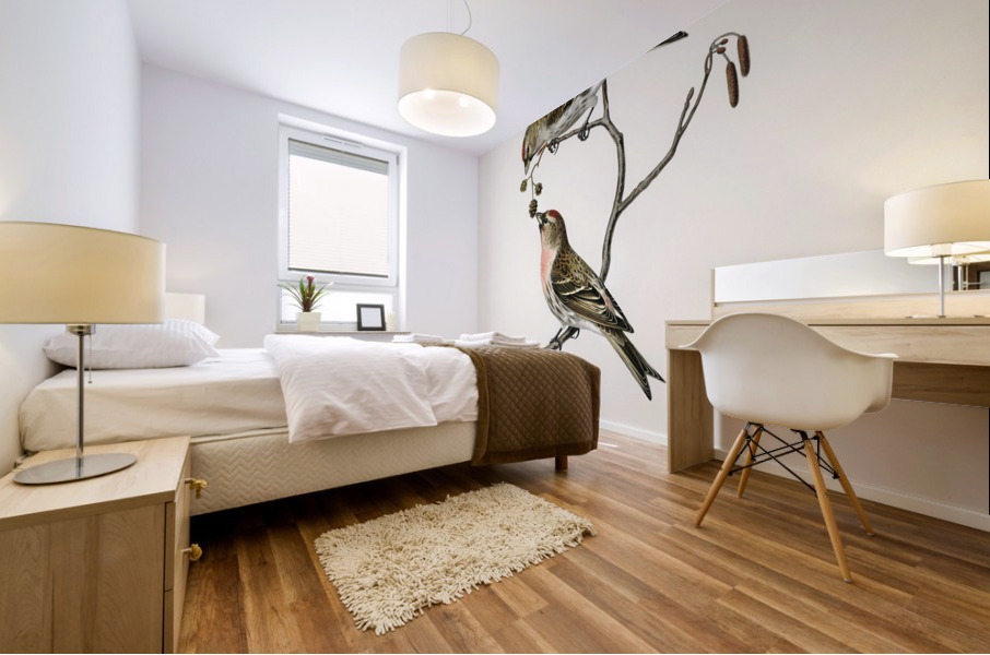 common linnet Acanthis linaria Mural print