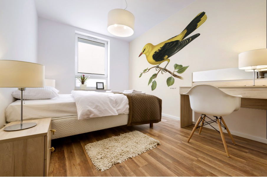 Eurasian golden oriole male Oriolus oriolus bird Mural print