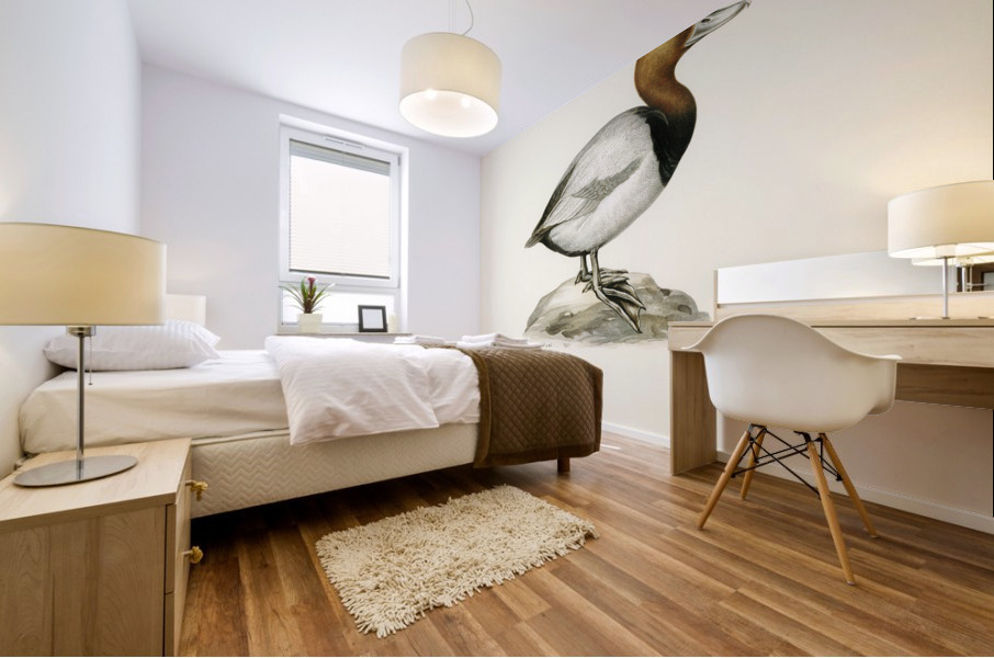 Common Pochard male ♂ Nyroca ferina Mural print