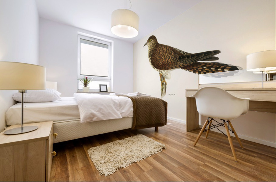 Common cuckoo-female ♀ Cuculus canorus Mural print