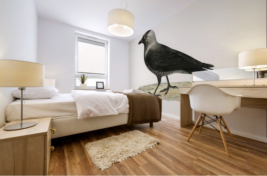 Western jackdaw Coloeus monedula Mural print