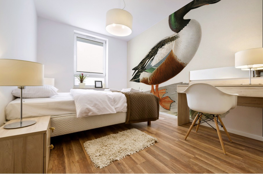 Cinnamon teal Spatula cyanoptera Mural print