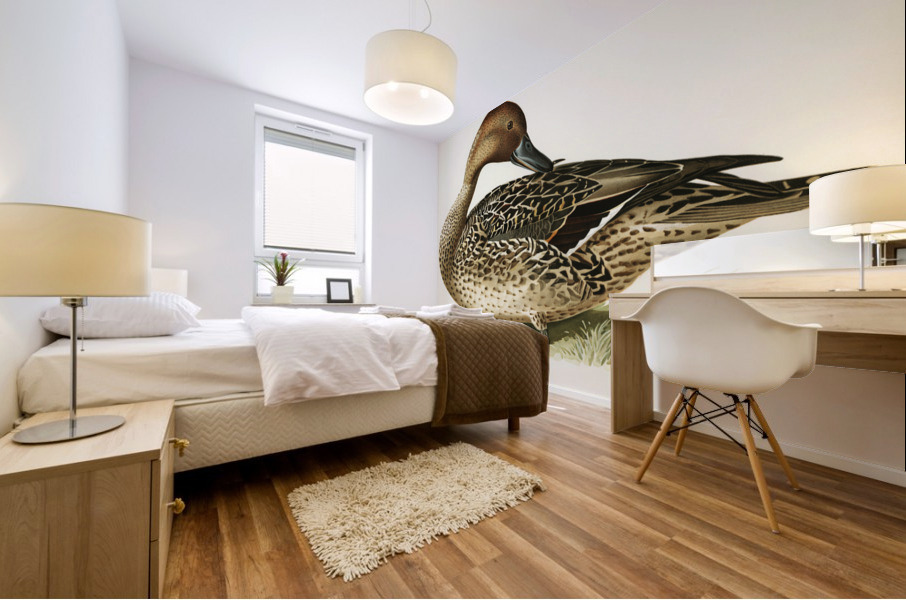 Northern Pintail Anas [dafila] acuta Mural print