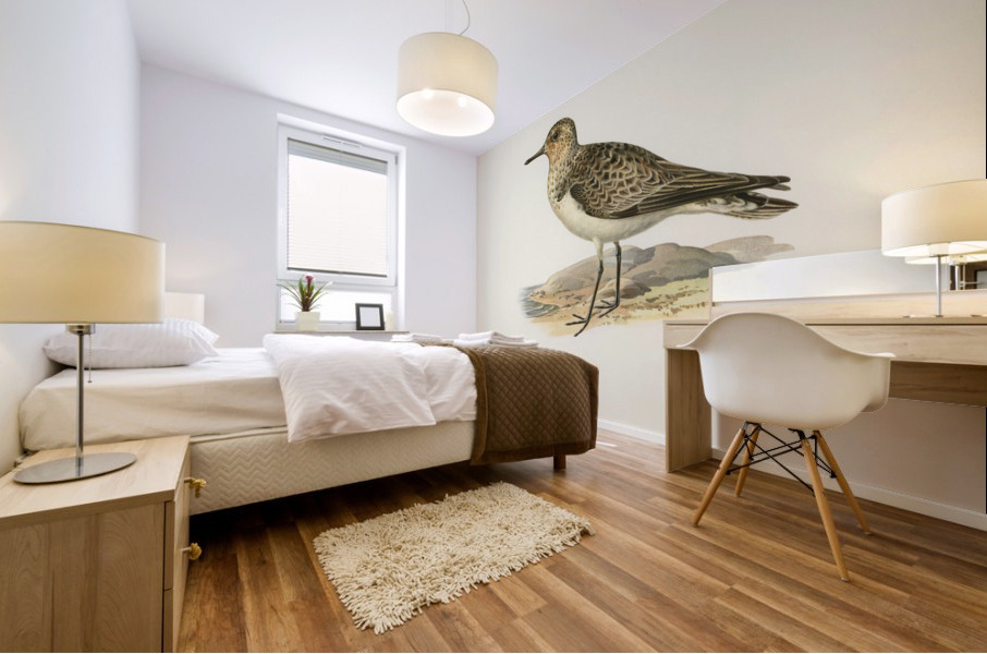 Sanderling Crocethia alba Mural print