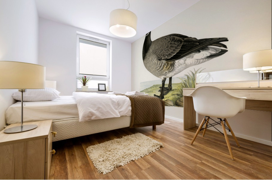 Brant Goose Branta bernicla Mural print