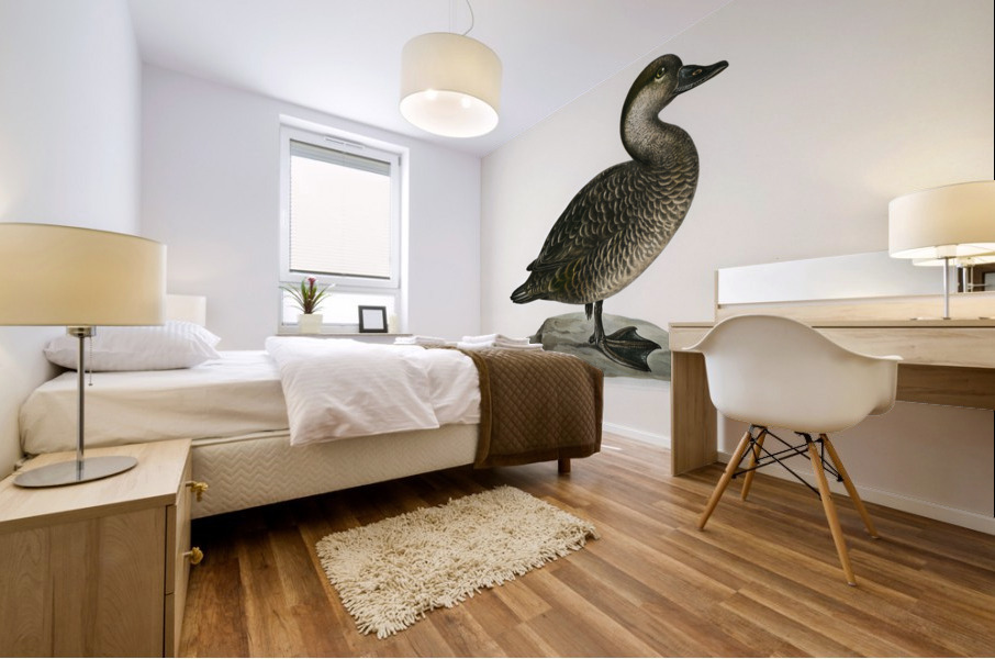 Black scoter female Oidemia nigra Mural print