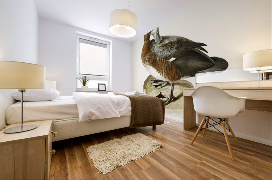 Greate Scaup Scaup male ♂ Nyroca marila Mural print