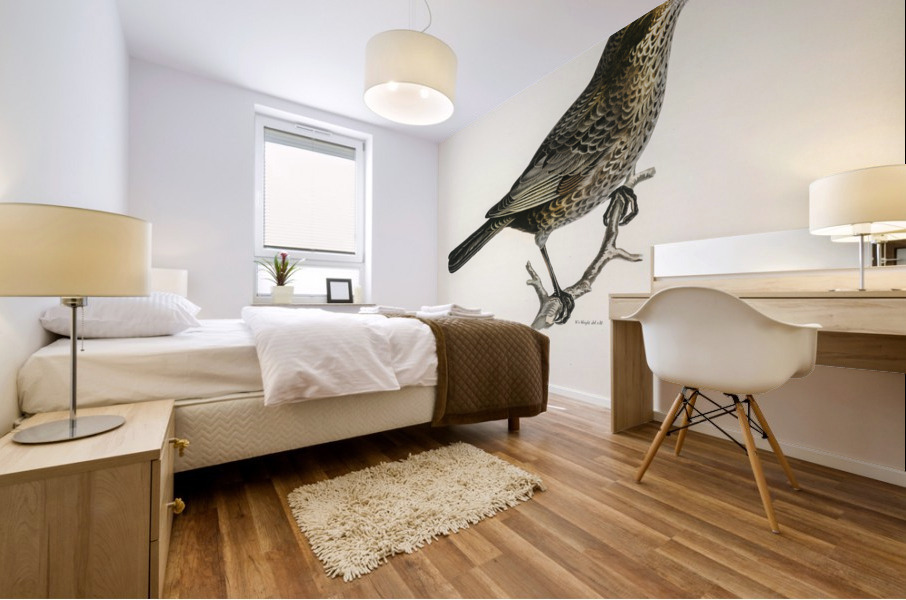 Blackbird ♀ Turdus merula Impression murale