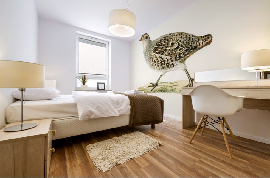 Grey partridge PERDIX PERDIX Mural print