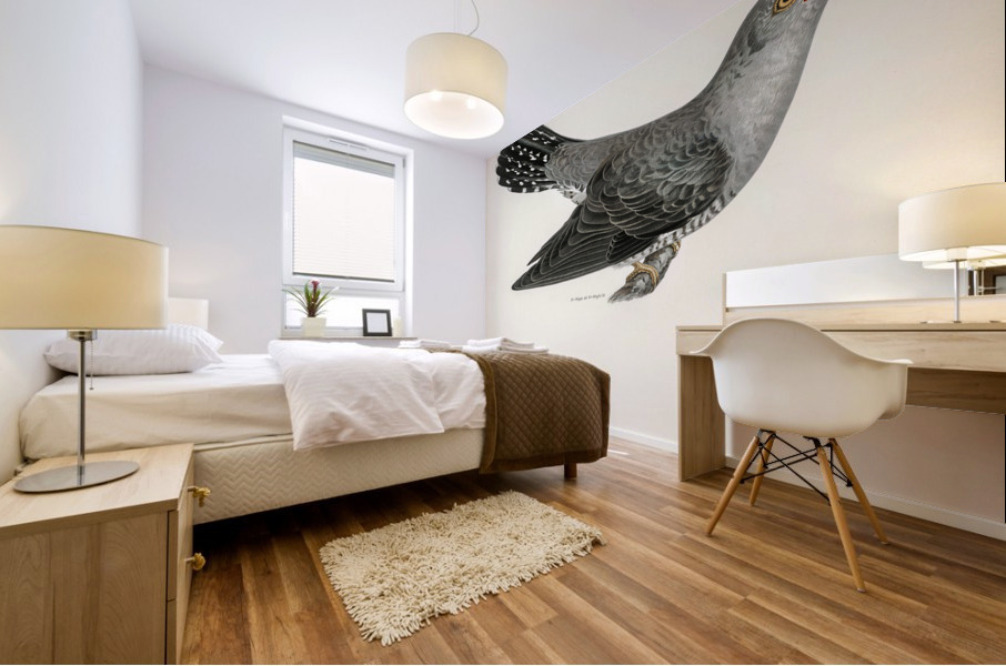 Common cuckoo-male Cuculus canorus Mural print