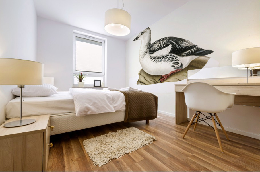 Black guillemot URIA GRYLLE Mural print
