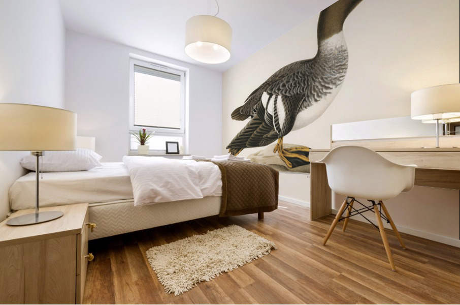 Goldeneye female Bucephala clangula Mural print