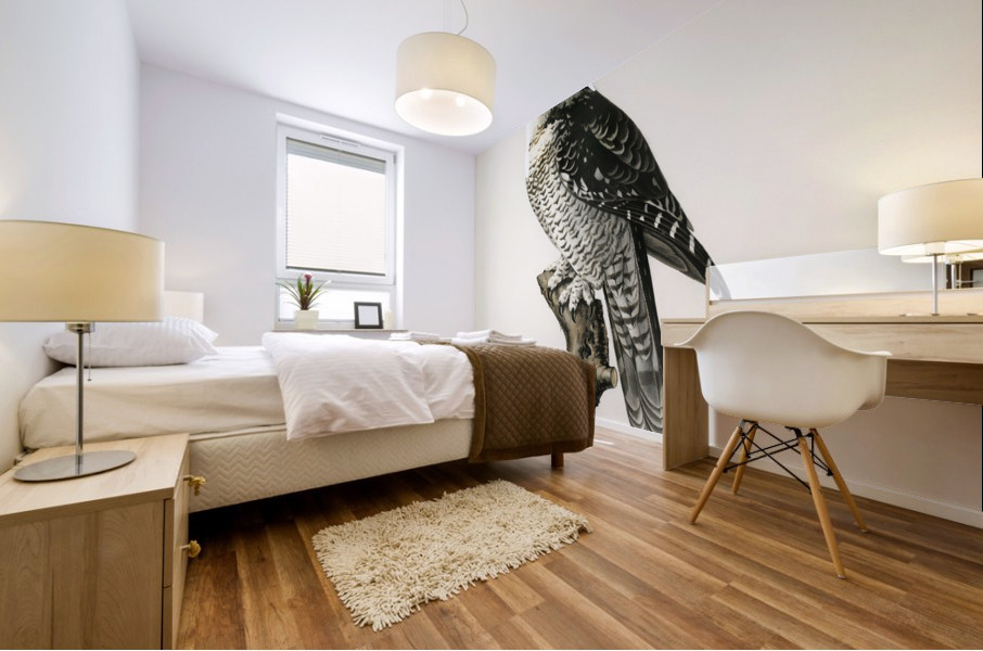 Northern hawk-owl SURNIA ULULA Mural print