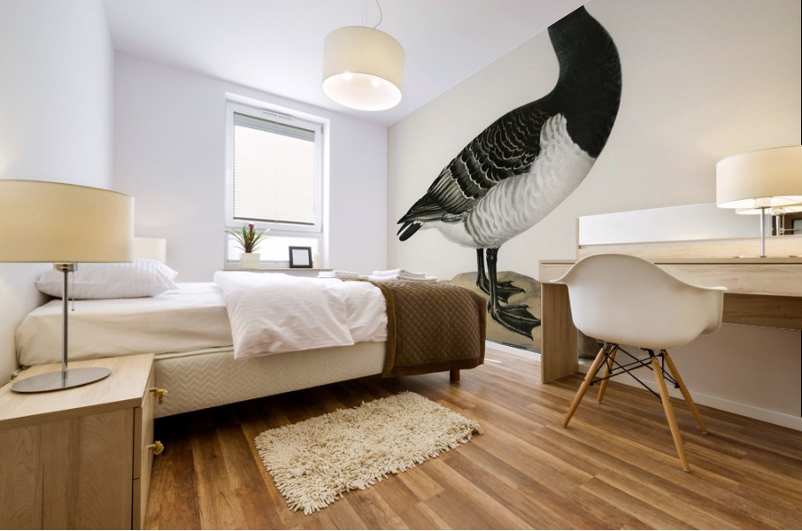 Barnacle Goose BRANTA LEUCOPSIS Mural print