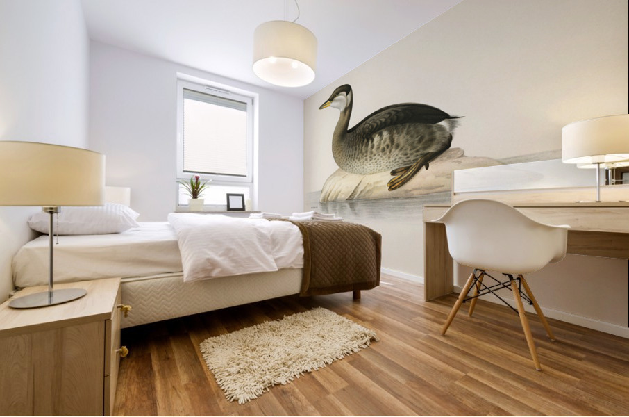 Young red-necked grebe Podiceps grisegena Mural print