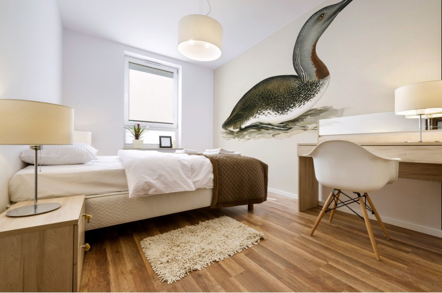 Red-throated loon Colymbus Stellatus Mural print