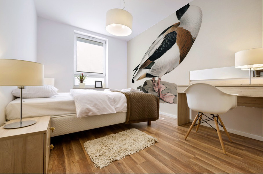 Shelduck TADORNA TADORNA Mural print
