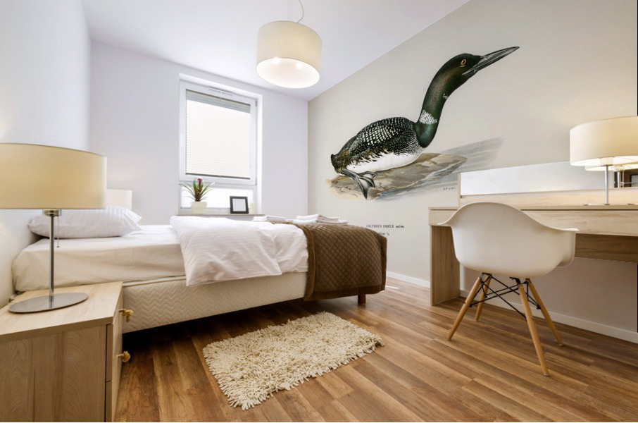 Common loon Colymbus immer Mural print