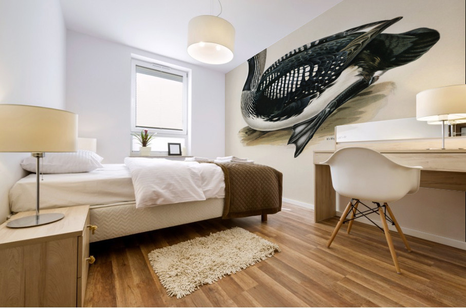 Black-throated loon Colymbus Arcticus Impression murale