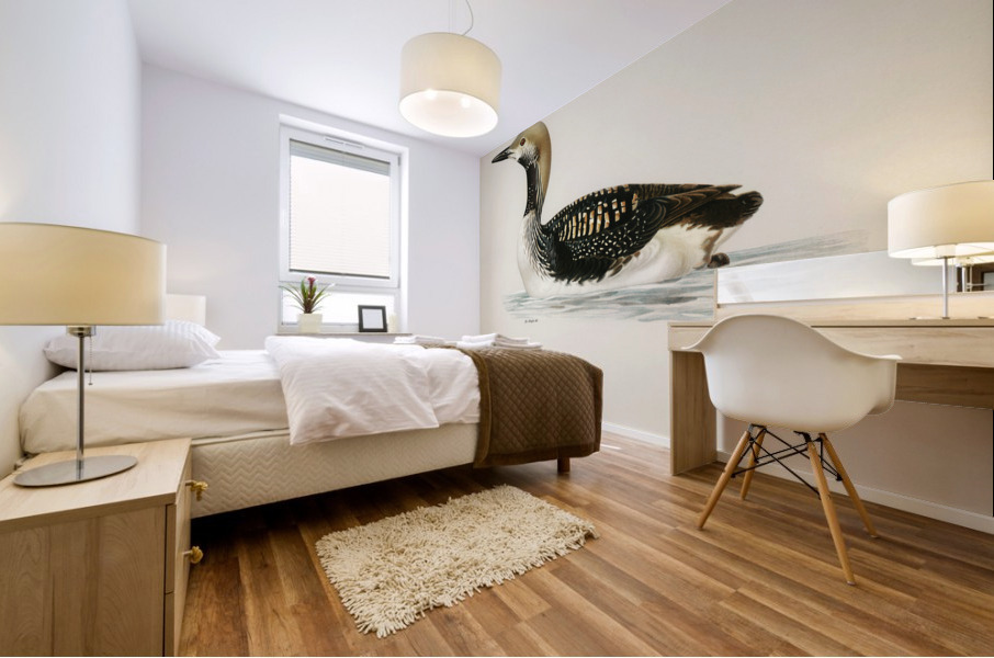 Black-throated loon Colymbus arcticus Mural print