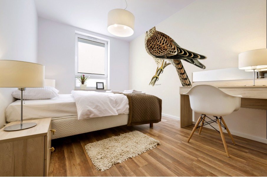 Common Kestrel Falco tinnunculus Mural print