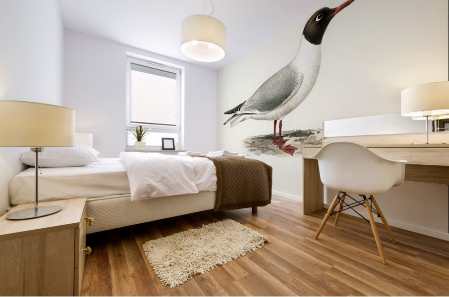 Black-headed gull ♂ Larus ridibundus Mural print