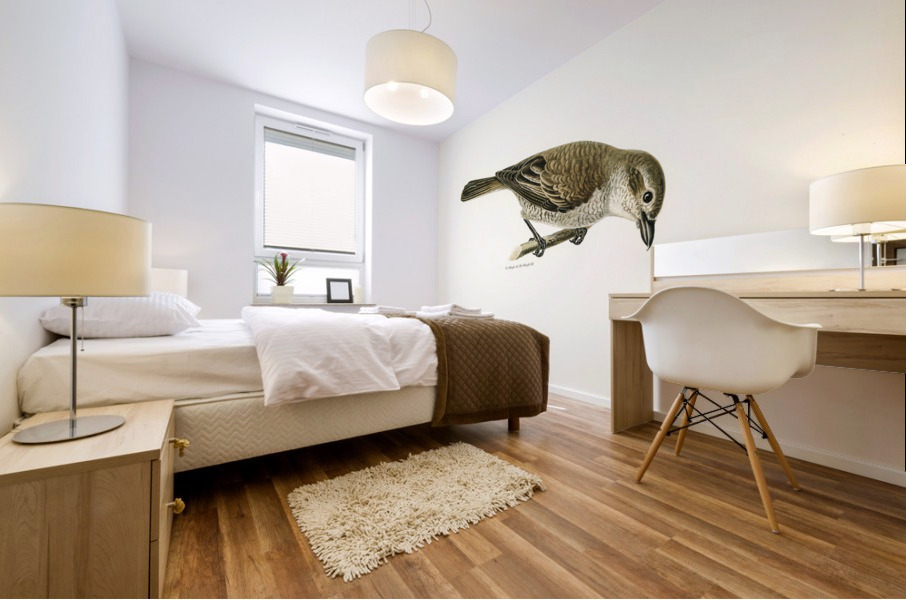 Red-backed Shrike female Lanius collurio Mural print