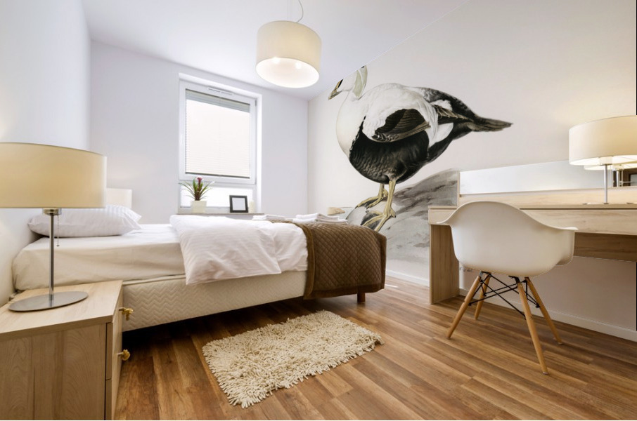 Somateria Mollissima Mural print