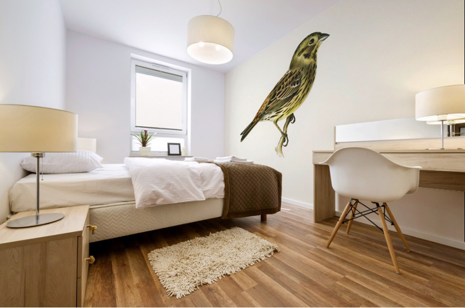 Yellowhammer female Emberiza citrinella Mural print