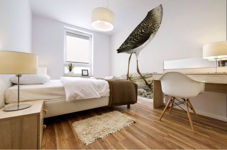 Ruff female Philomachus pugnax Mural print