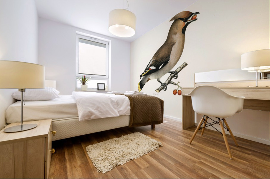 Bohemian Waxwing Ampelis garrulus Mural print