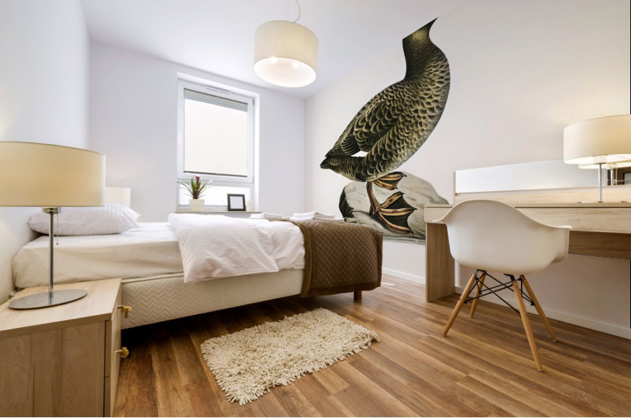 Velvet Scoter female Oidemia fusca Mural print