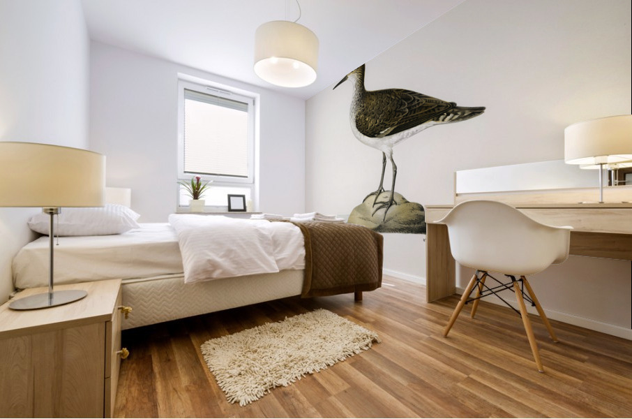 Sandpiper Tringoides hypoleucus Mural print