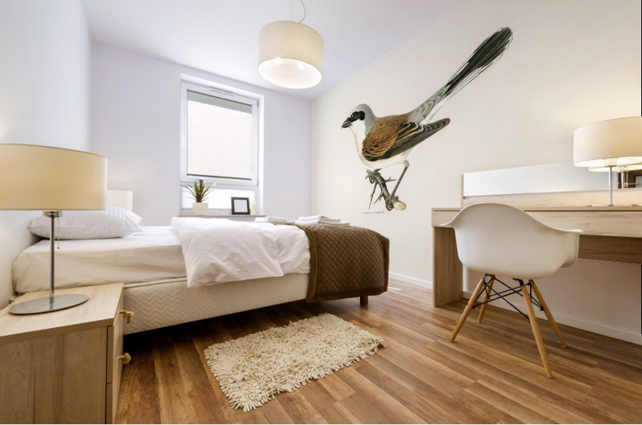 Red-backed Shrike male Lanius collurio Mural print