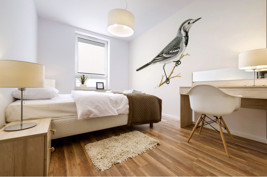 Pied Wagtail Motacilla alba Mural print