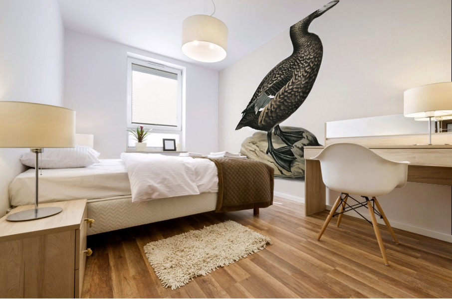 Eniconetta Stelleri Mural print