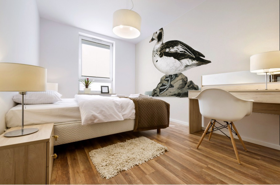 Harelda Hyemalis Impression murale