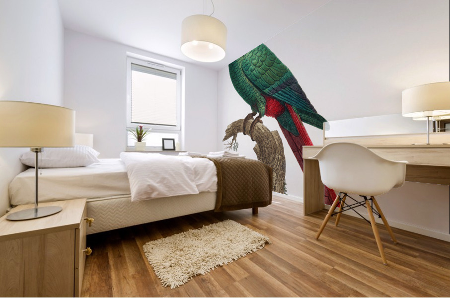 Austral parakeet  Mural print
