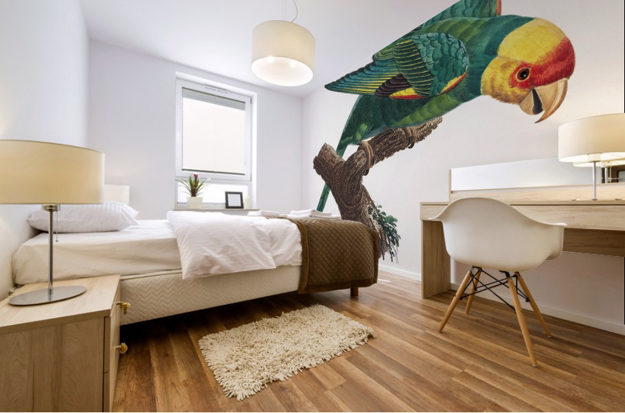 Yellow-crowned parakeet  Mural print