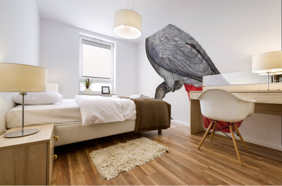 Congo grey parrot  Mural print